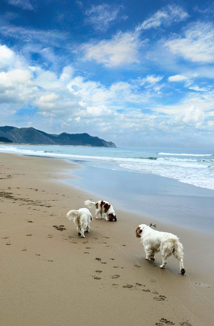 Tauroa Sanctuary Project