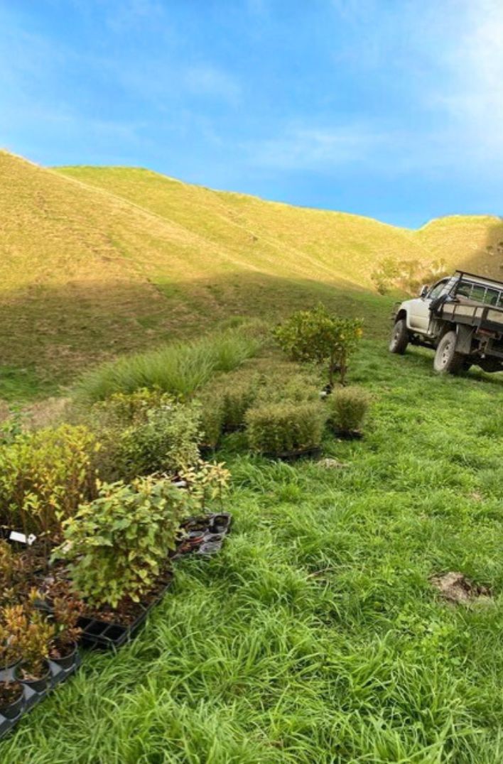 Tauroa Sanctuary Project